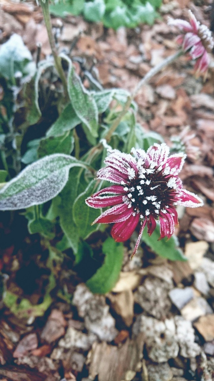 frozen flower