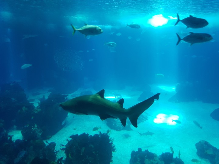 Oceanário de Lisboa