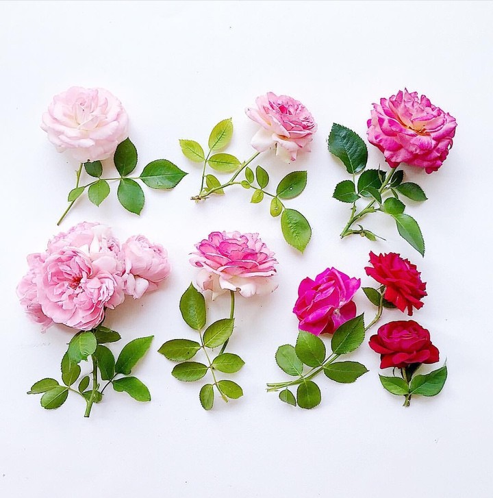 roses rose 