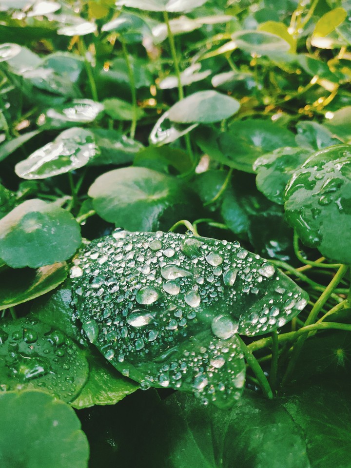 Raindrops