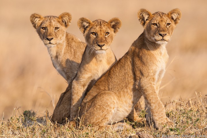 Lion