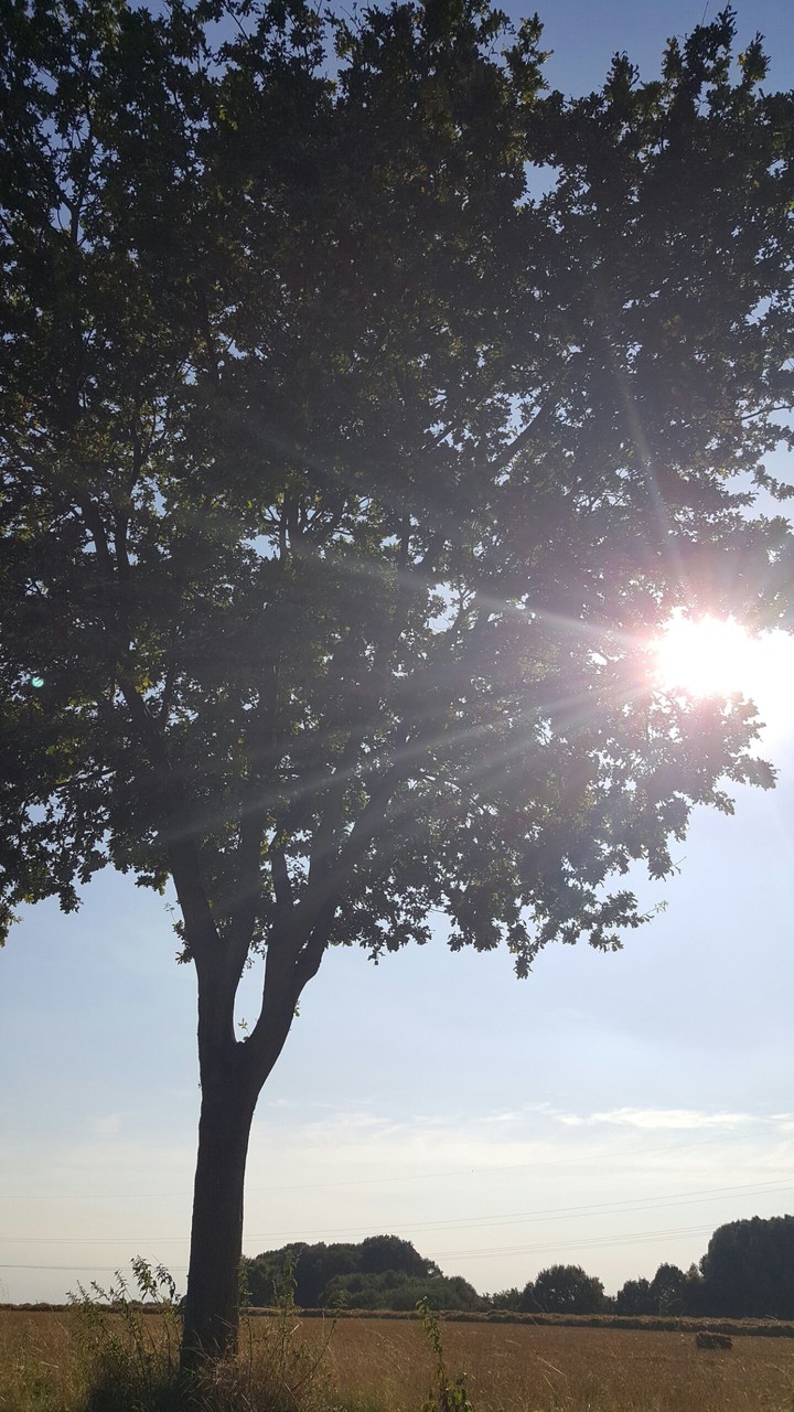 tree and sun