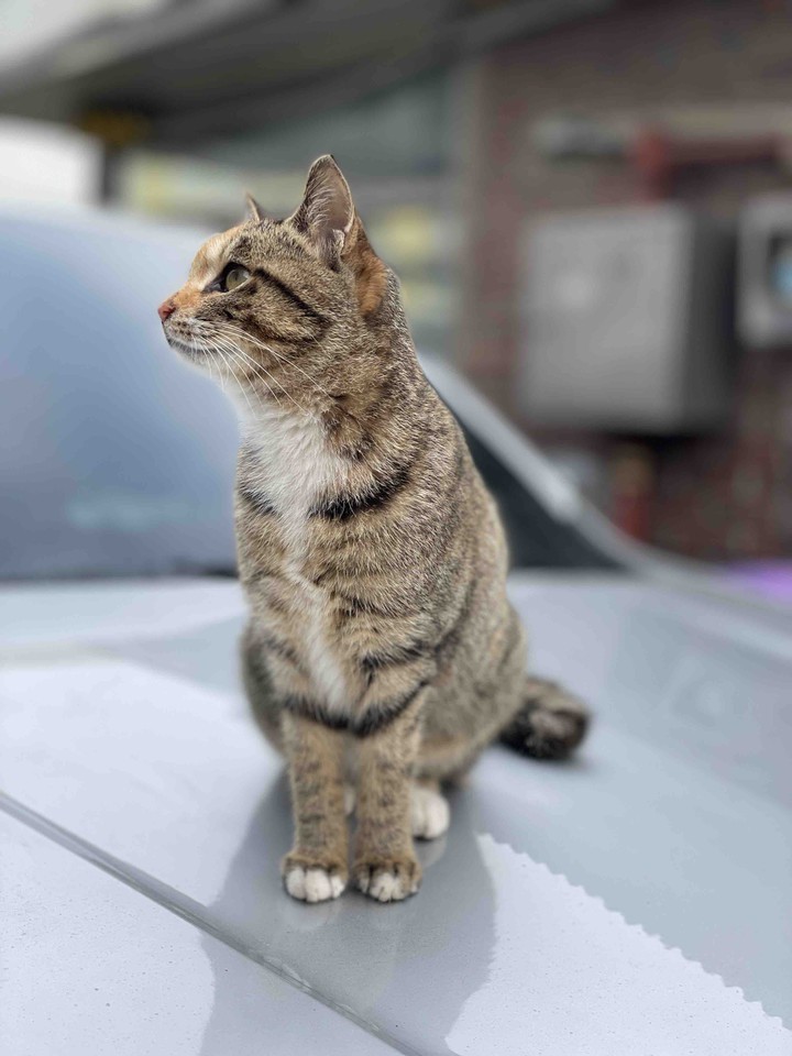 고양이(CAT)