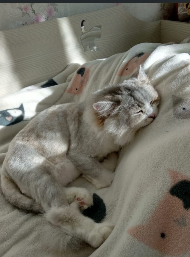 cat