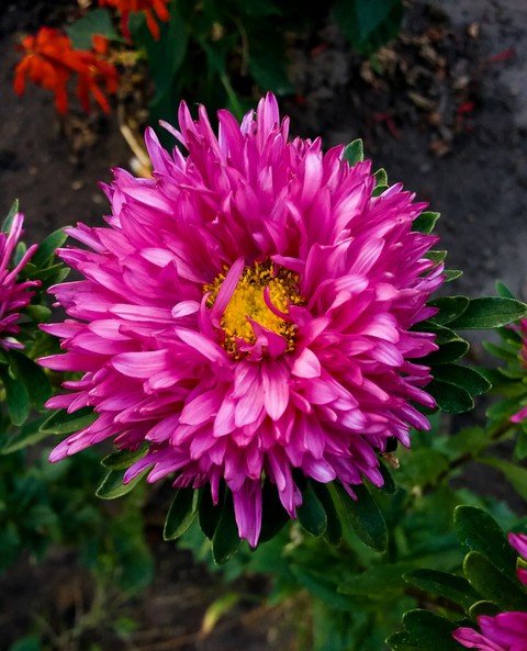 flower
