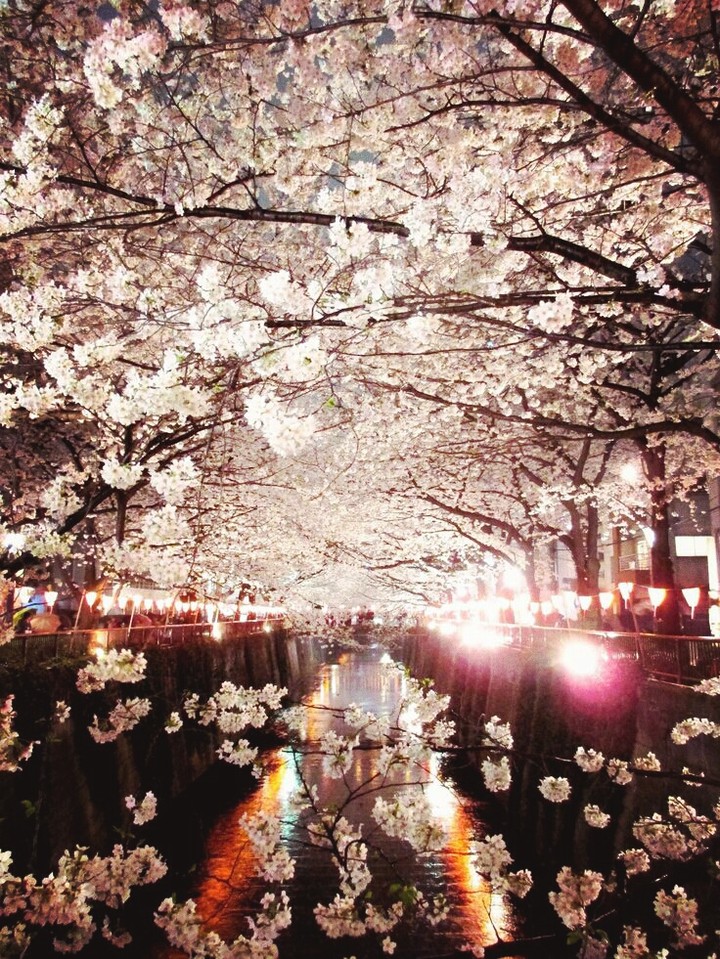 Cherry Flower