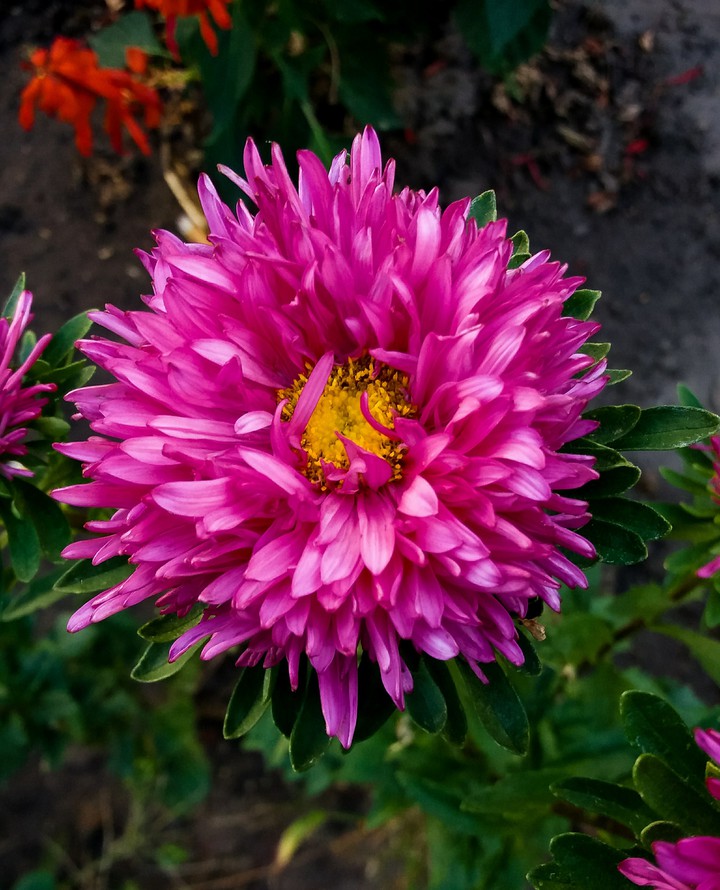 flower