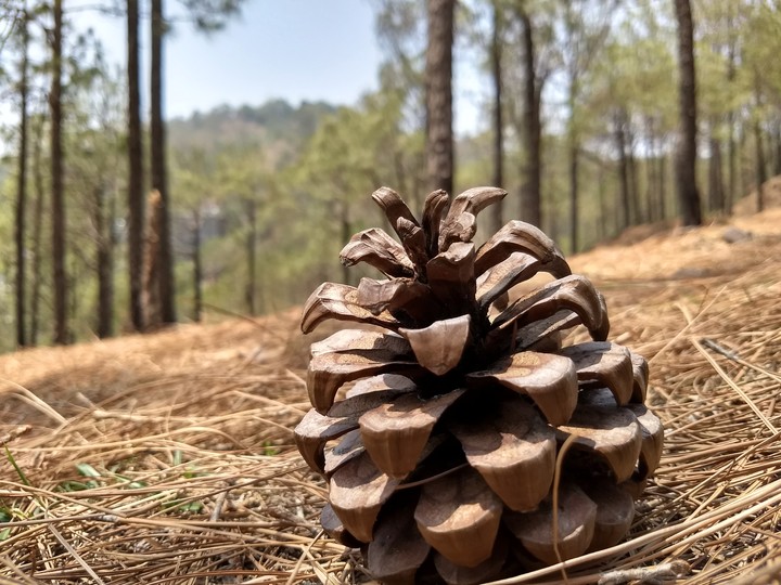 Pine