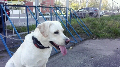 Белла