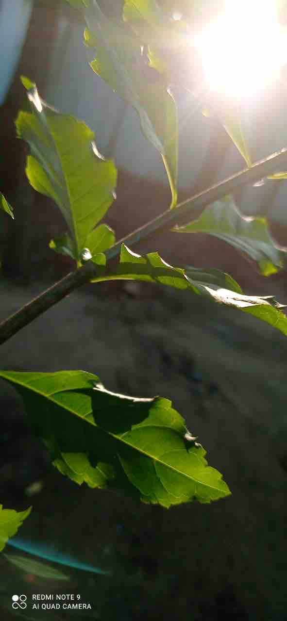 sunrays untitilez