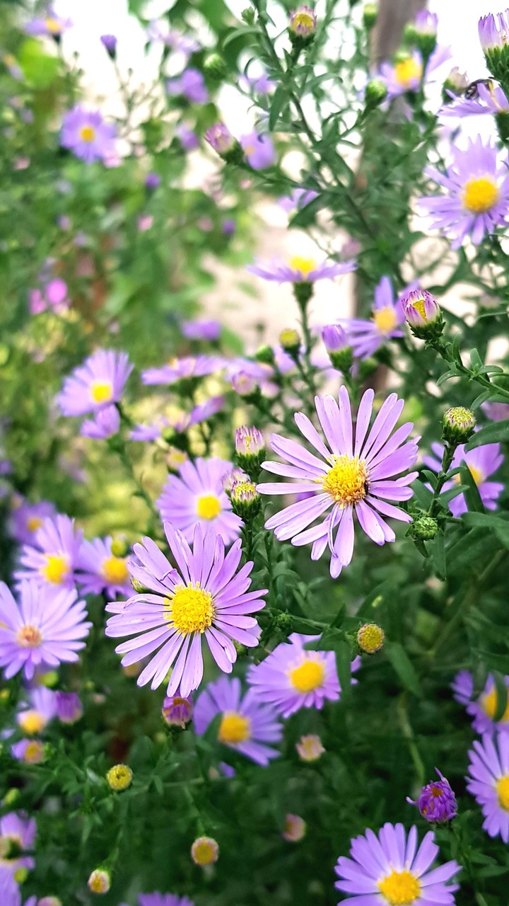 purple flowers