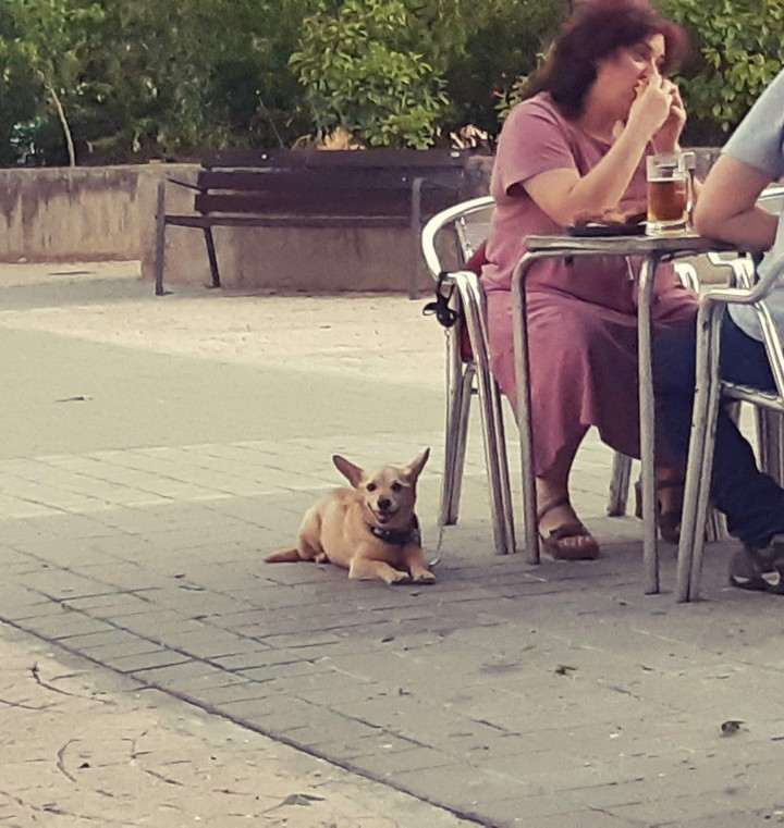 Animal