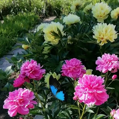 Flowers.