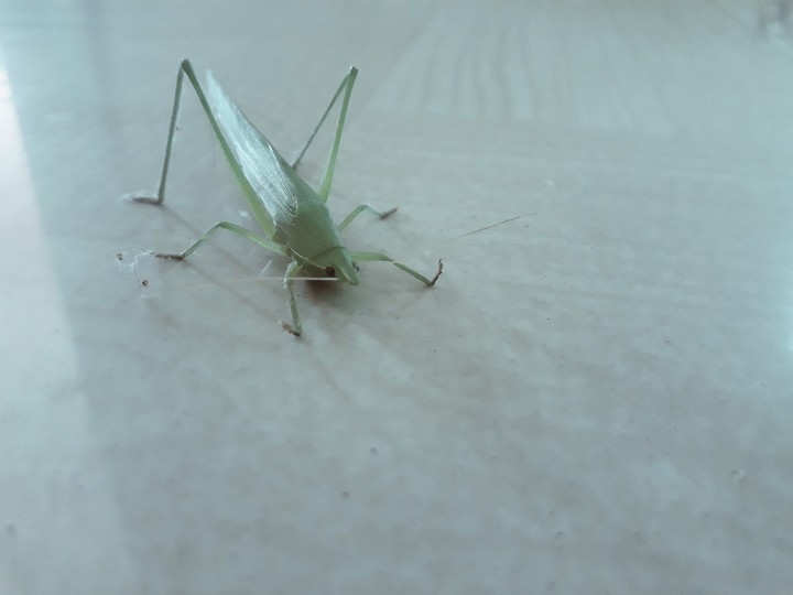 Grass Hopper