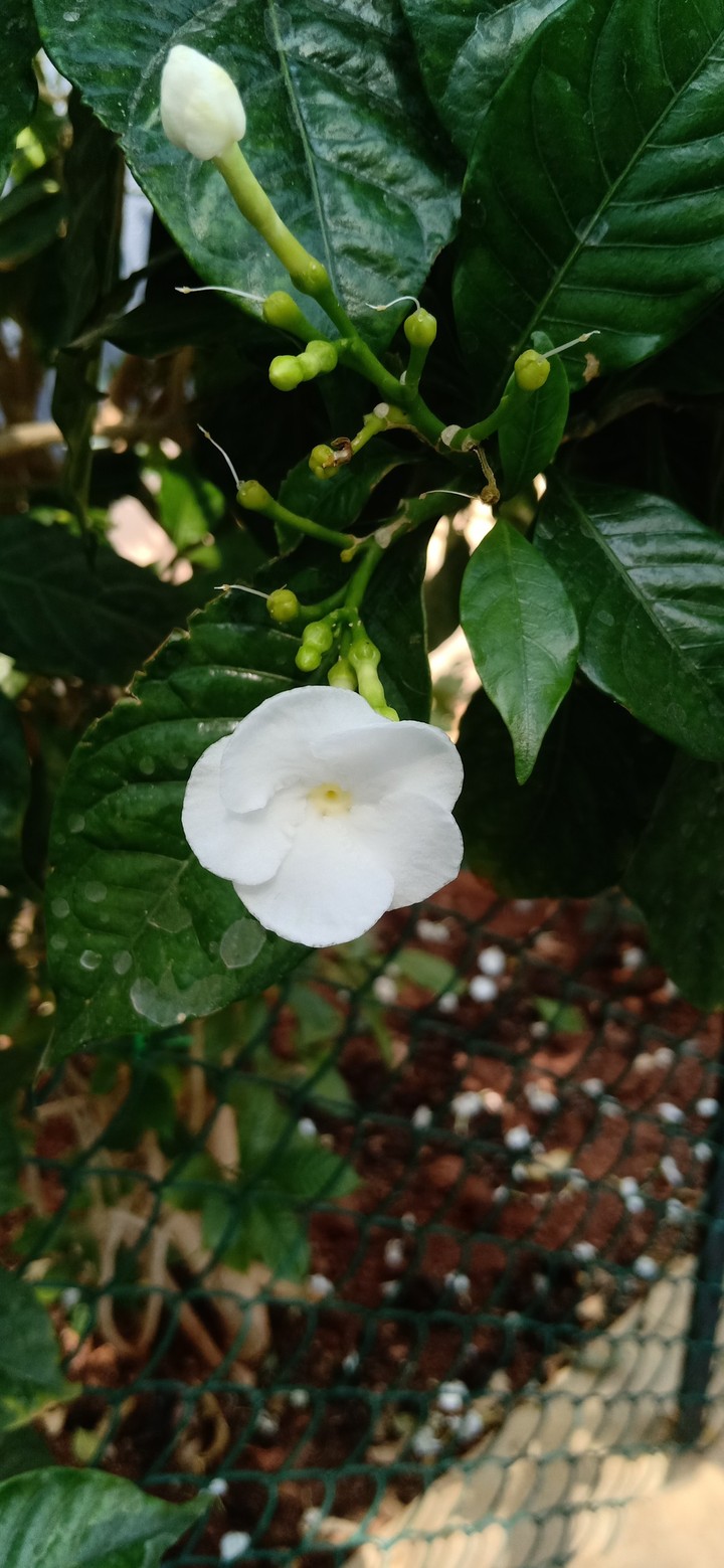 Beautiful Flowers