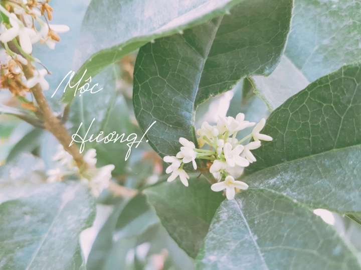 album mộc hương