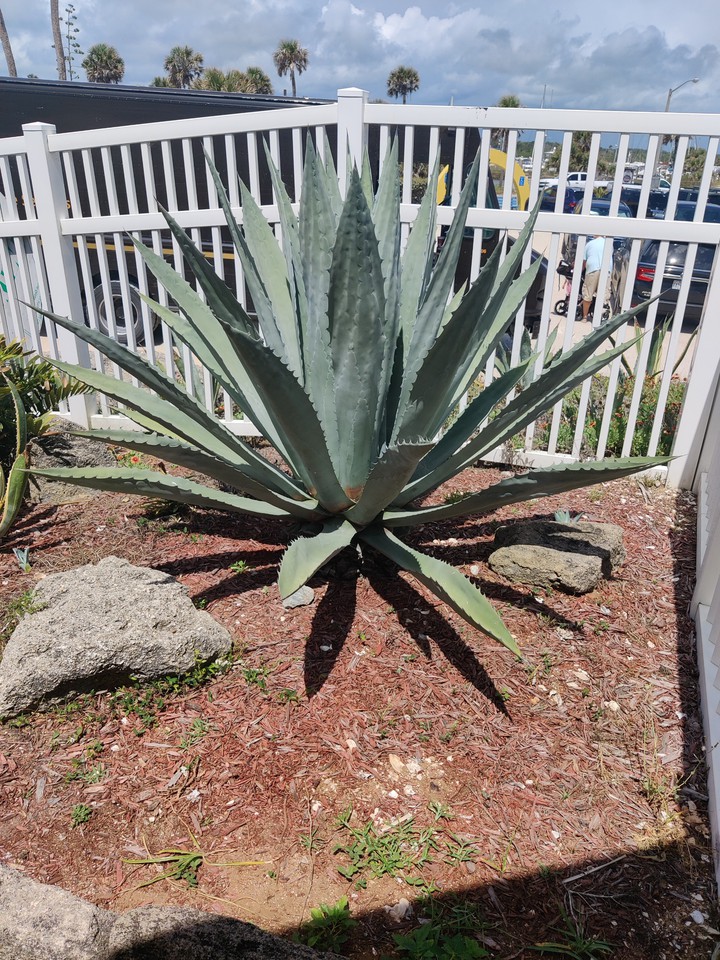 Florida Foliage