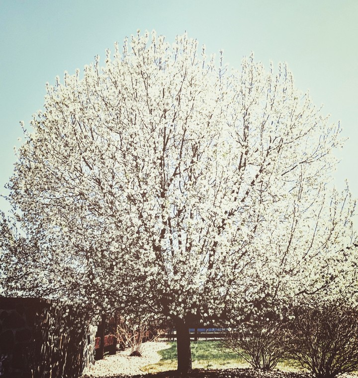 The Tree in Bloom
