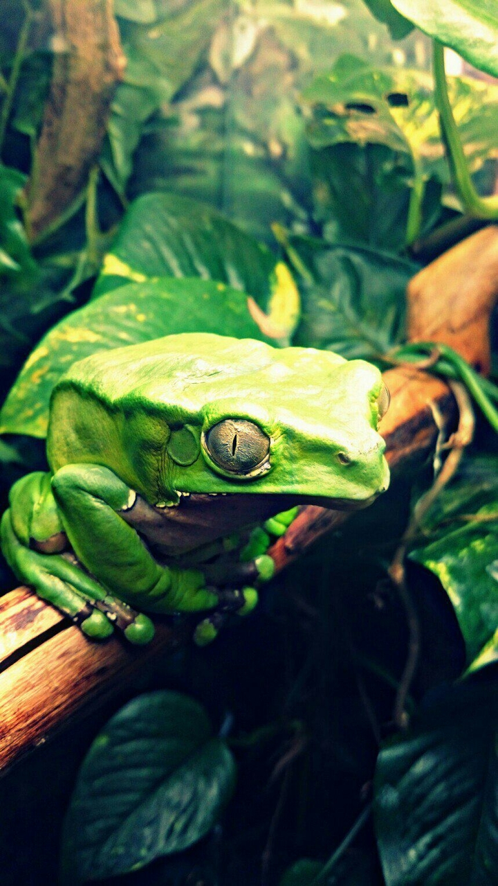 frog2