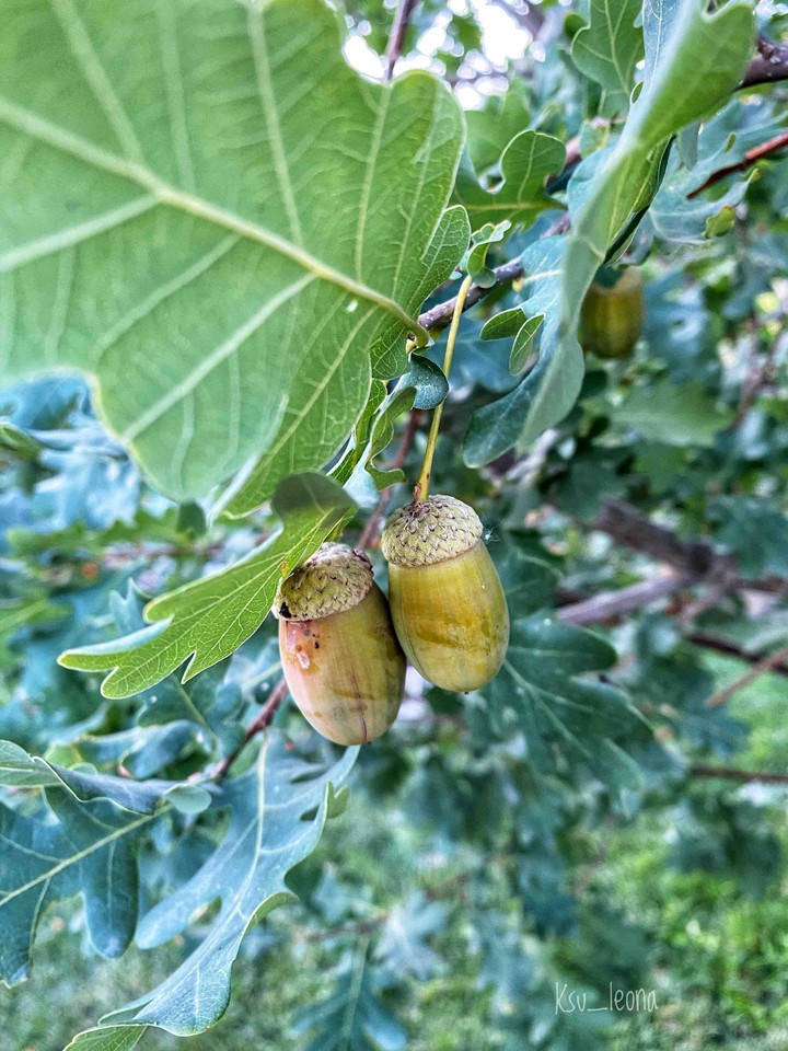 acorns