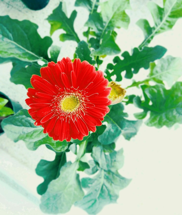 flower