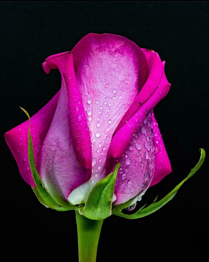 Hot Pink
