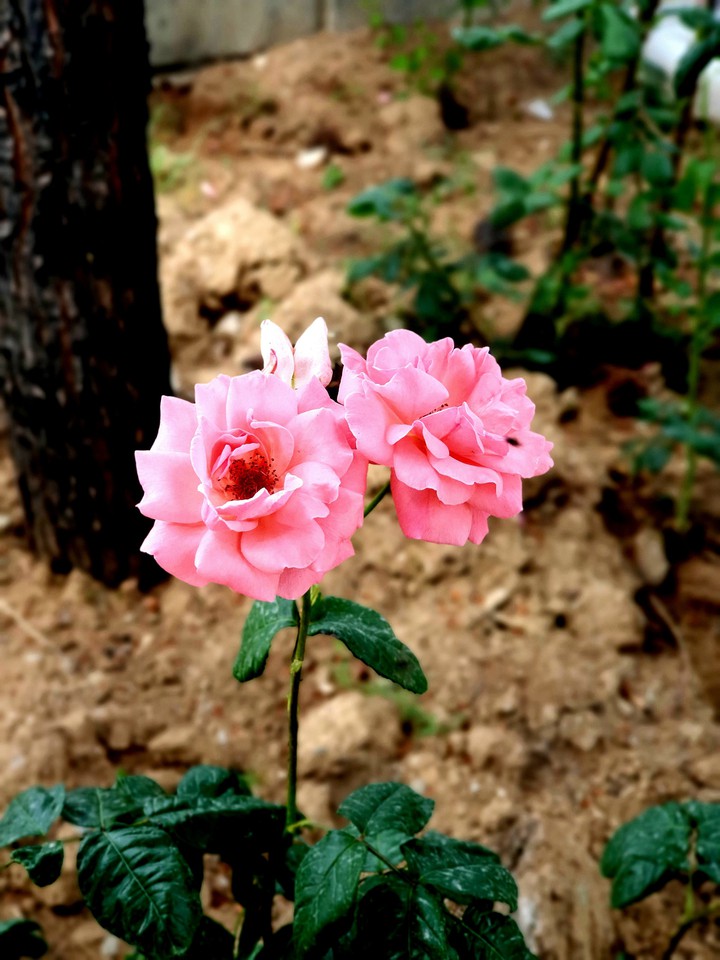 Spring Came