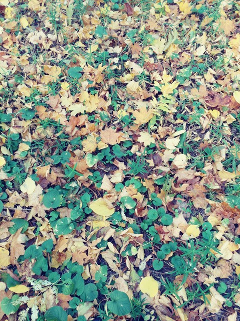 autumn leaves in the forest