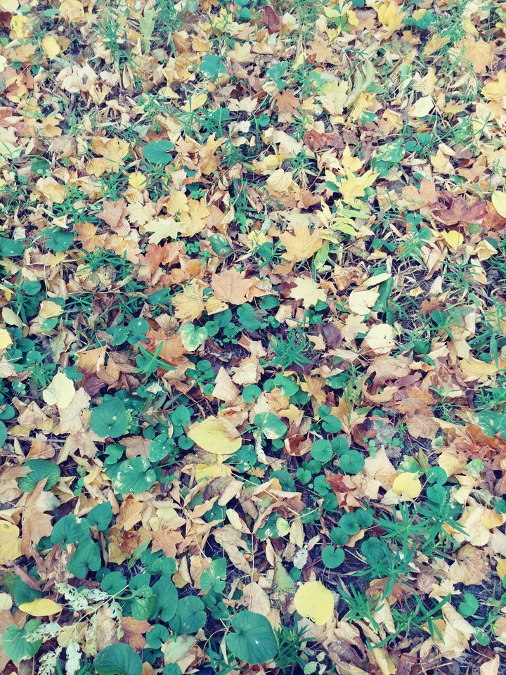 autumn leaves in the forest