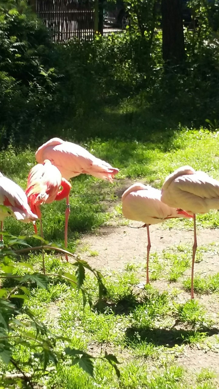 flamingo