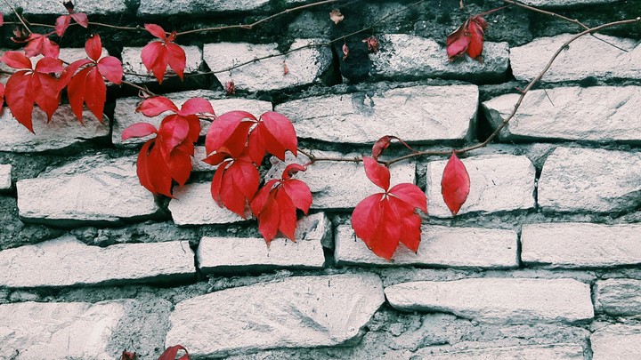 Wall