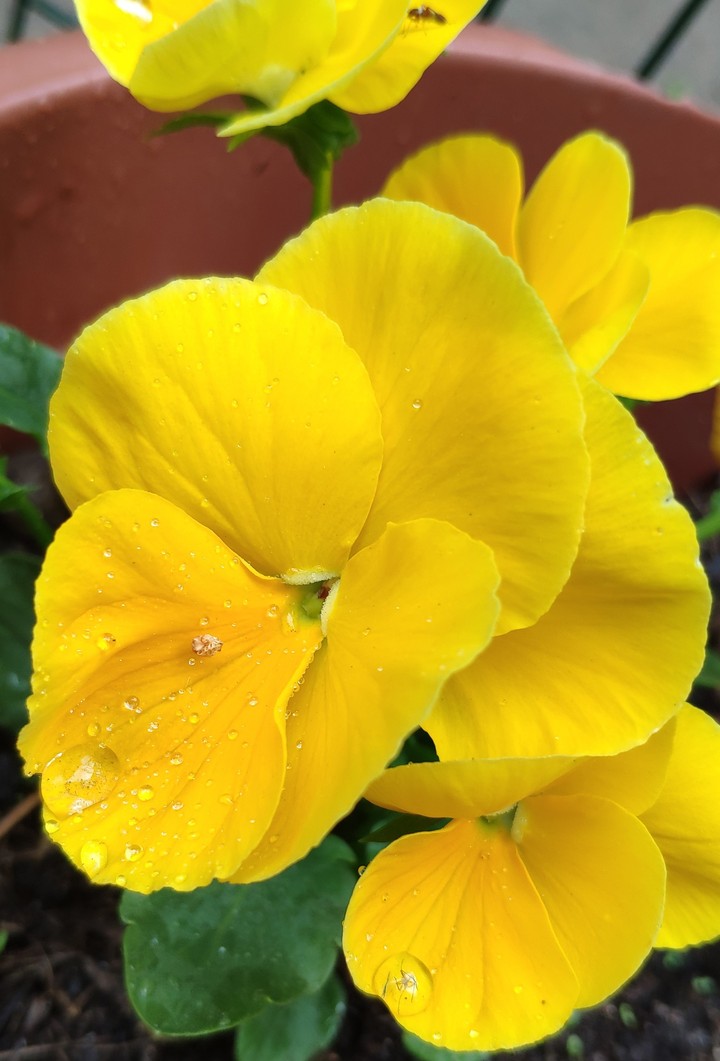 Yellow flowers