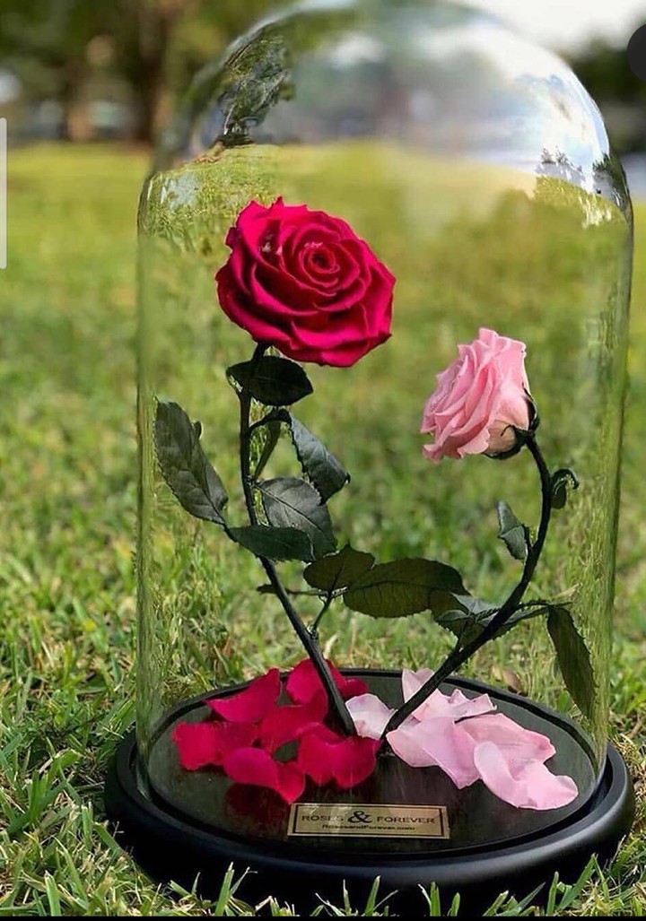 Red Rose