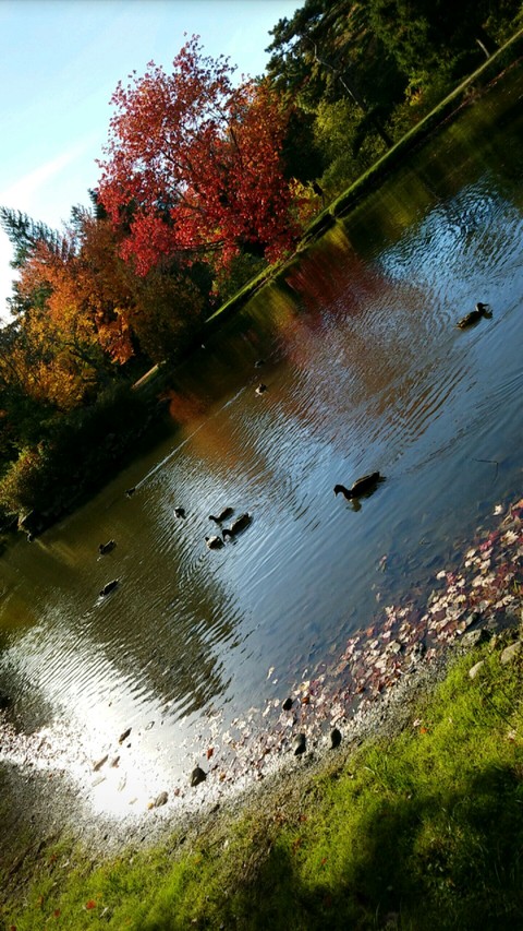 Ducks in Autumn