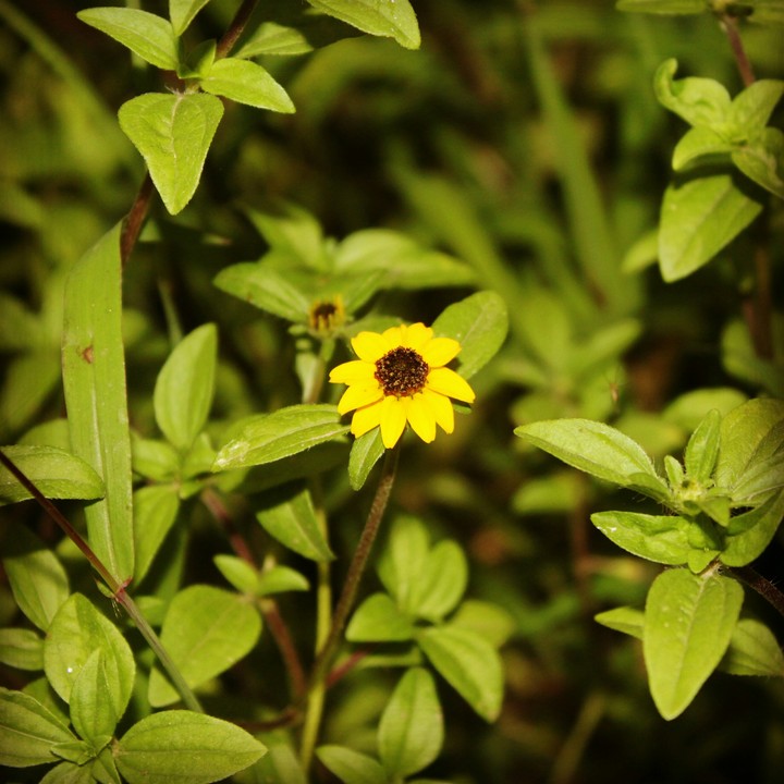 nature