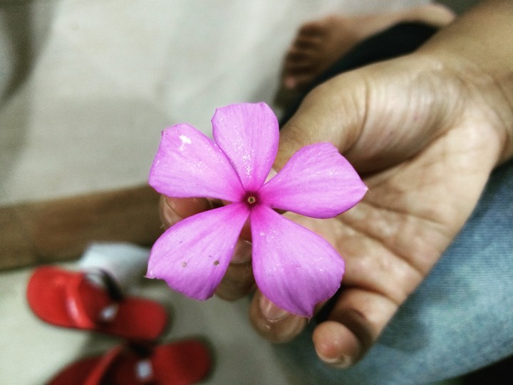 the purple the flower