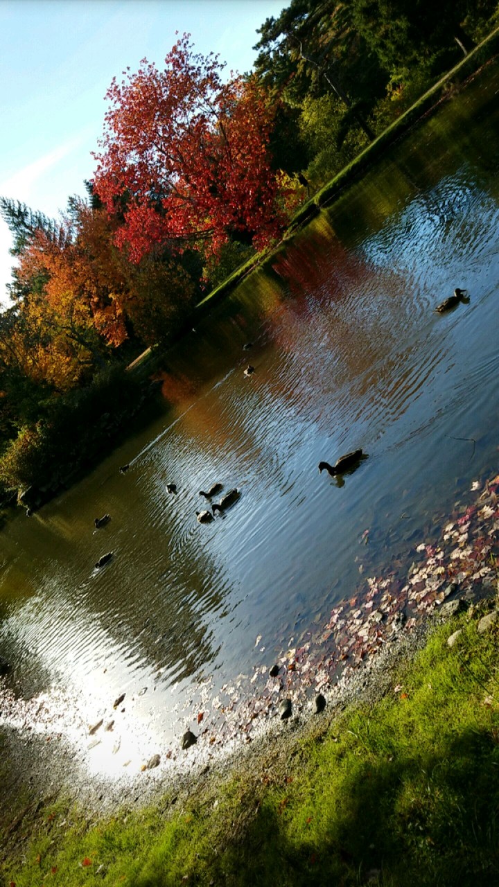 Ducks in Autumn