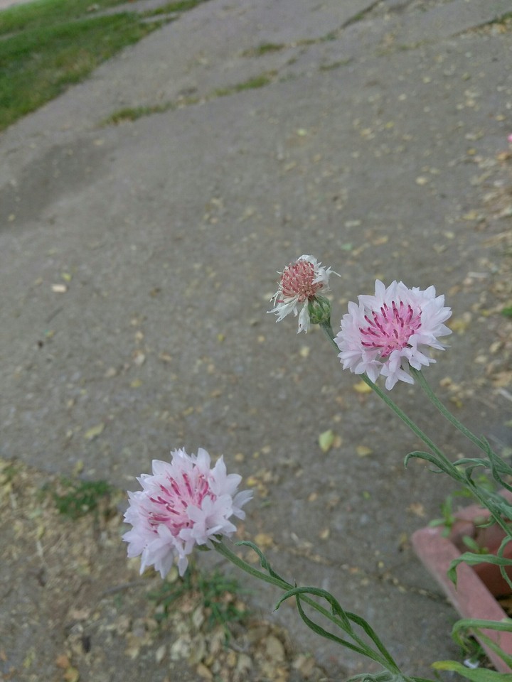 pink flowers
