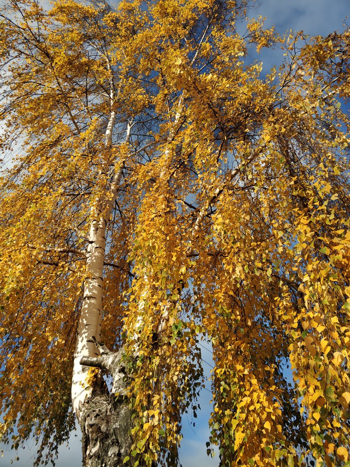 sky from gold