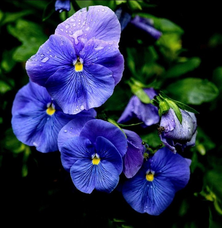 Violet