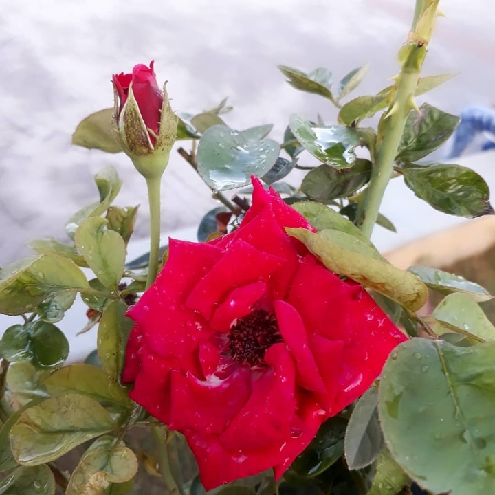rose