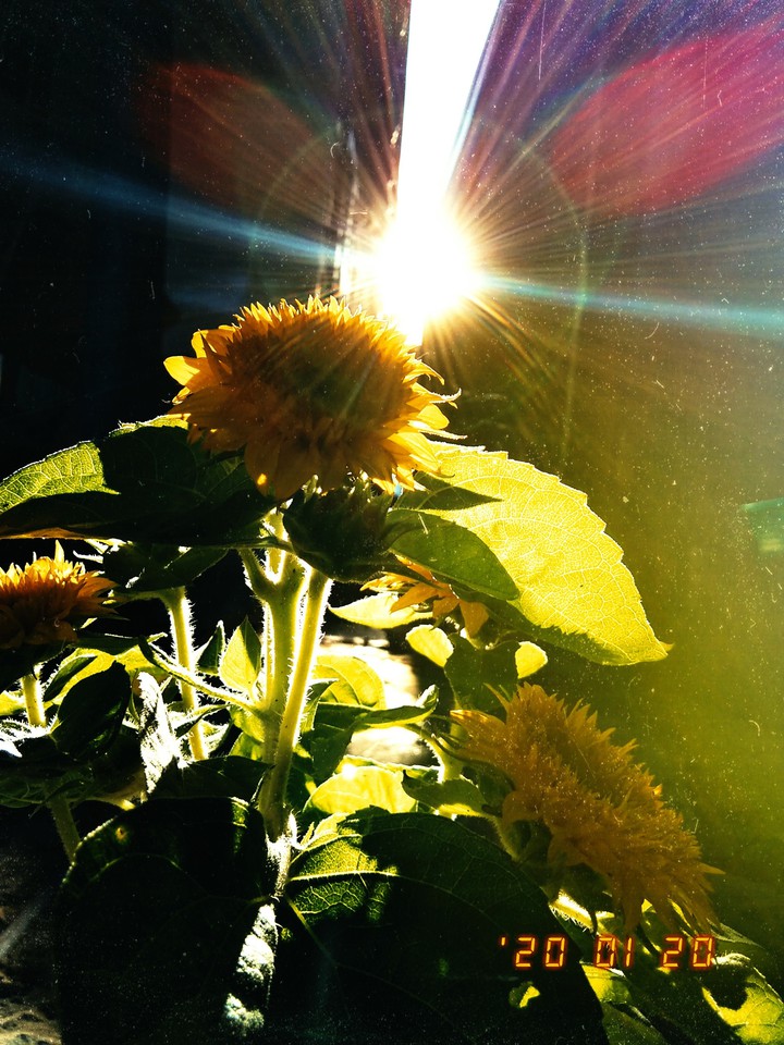 Sunflower