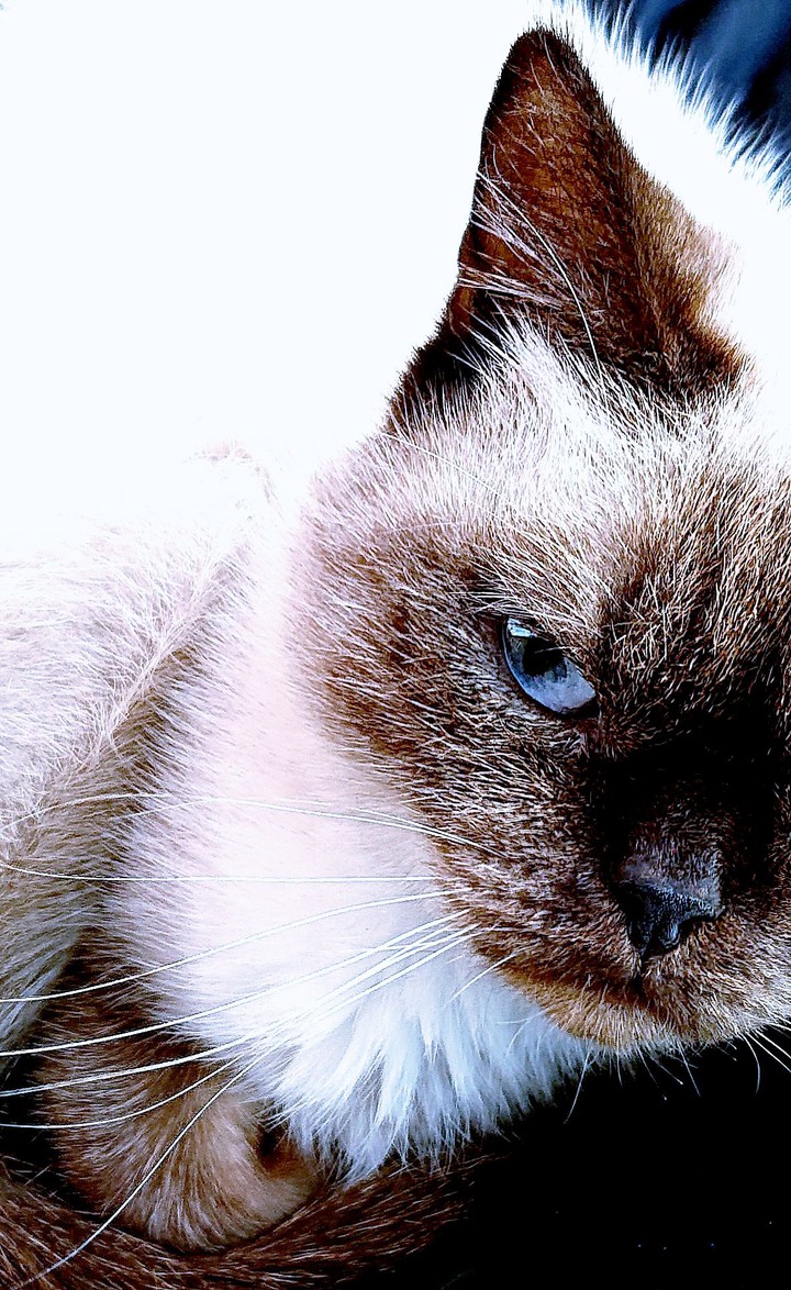 cats