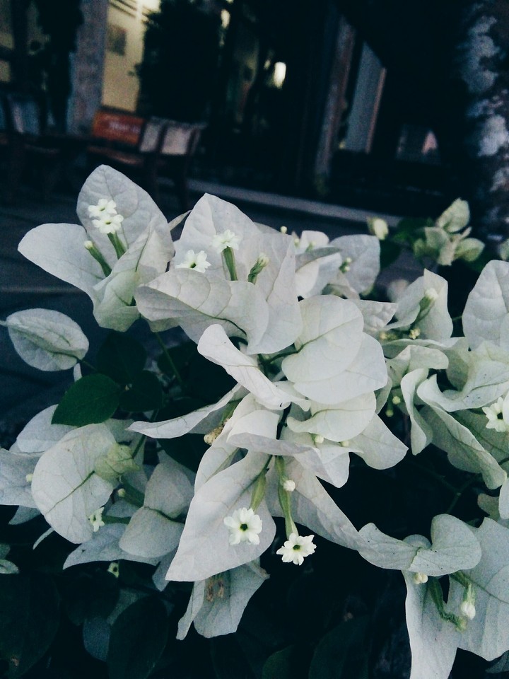 hoa giấy