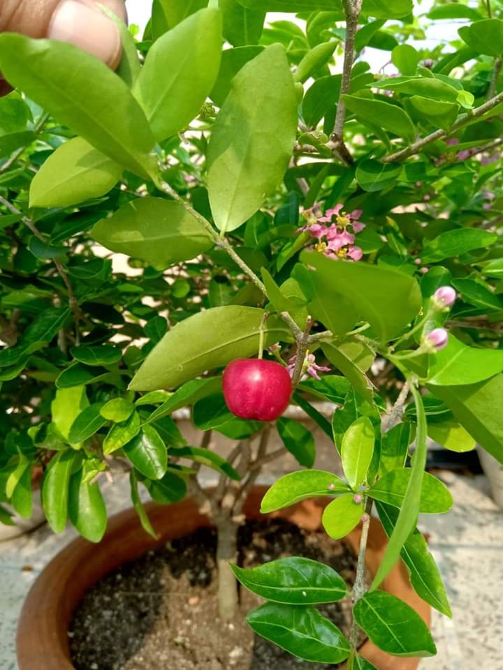 Bonsai Cherry ?