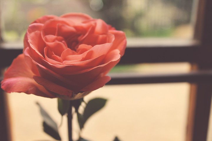 A rose