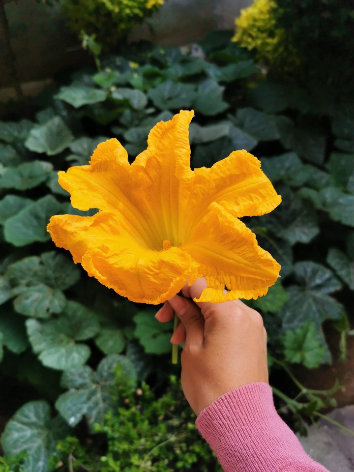 Flor de calabaza