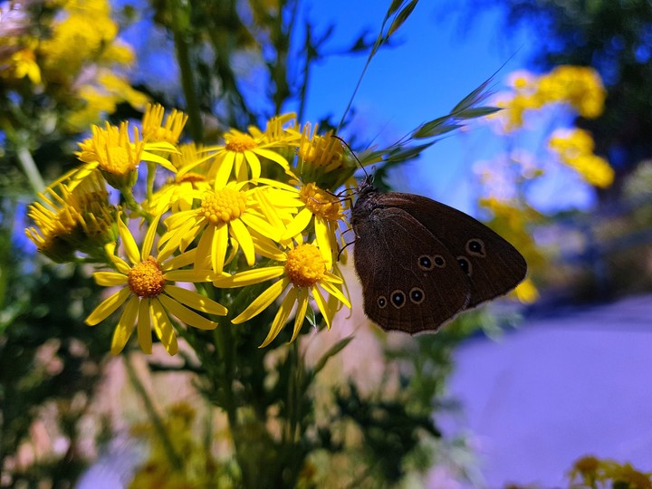 Blumen