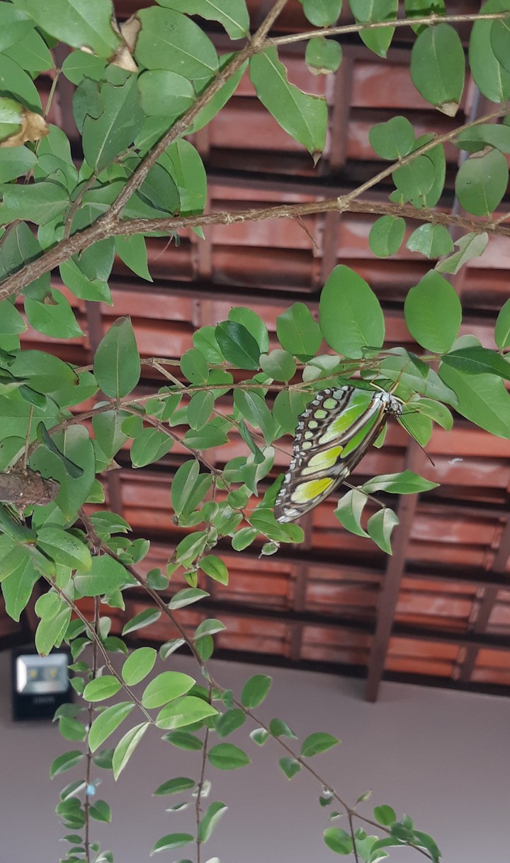 Borboleta