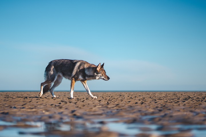 wolf